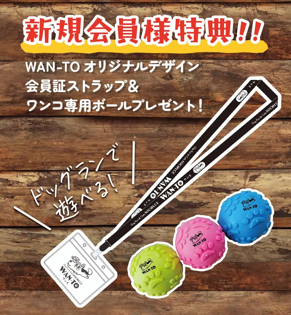 wan-to-slide06