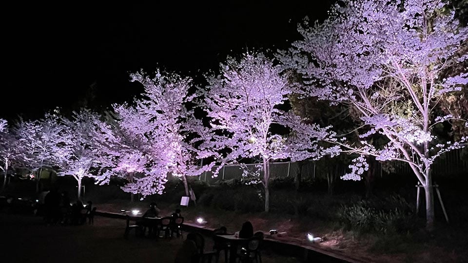 花の文化園 夜桜マルシェ 桜ライトアップ