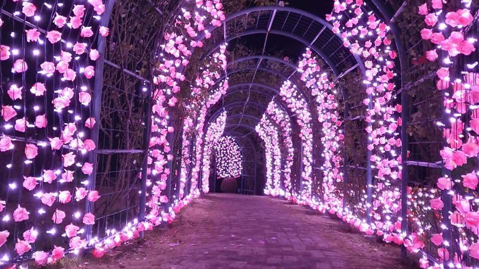 虹の郷サンクスイルミ2022 バラ園アーチ 薔薇LEDライト